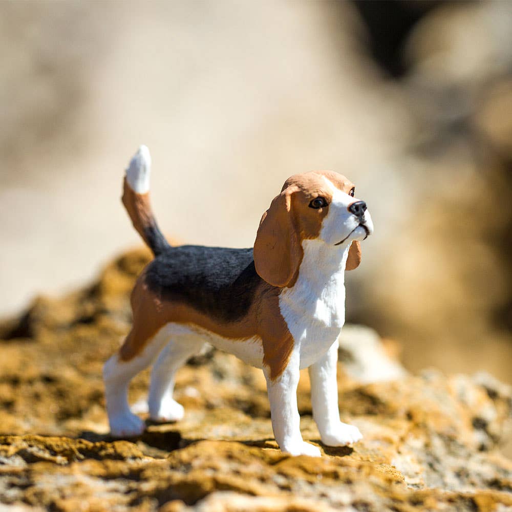 Beagle