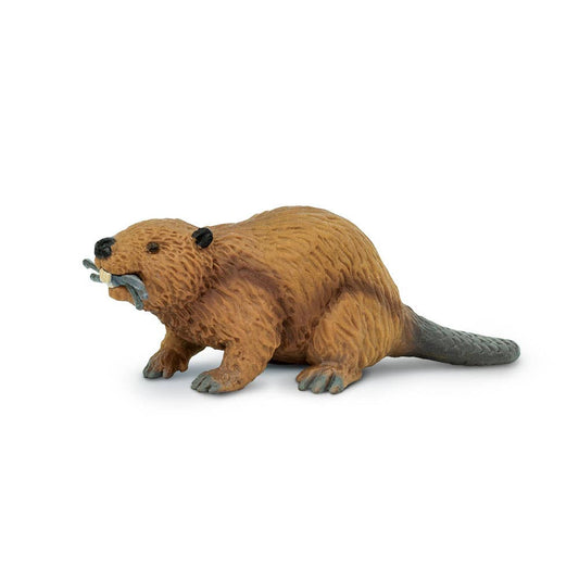 Beaver