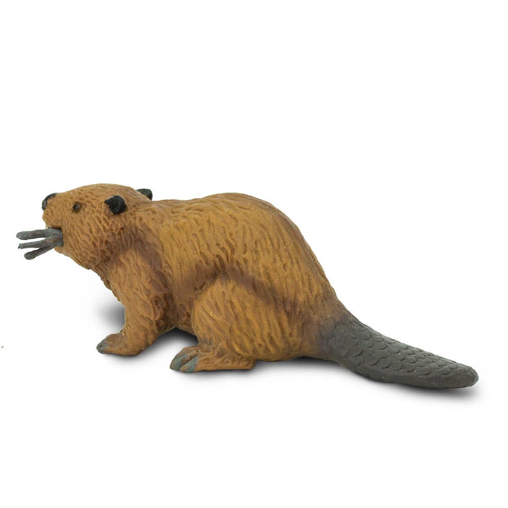 Beaver