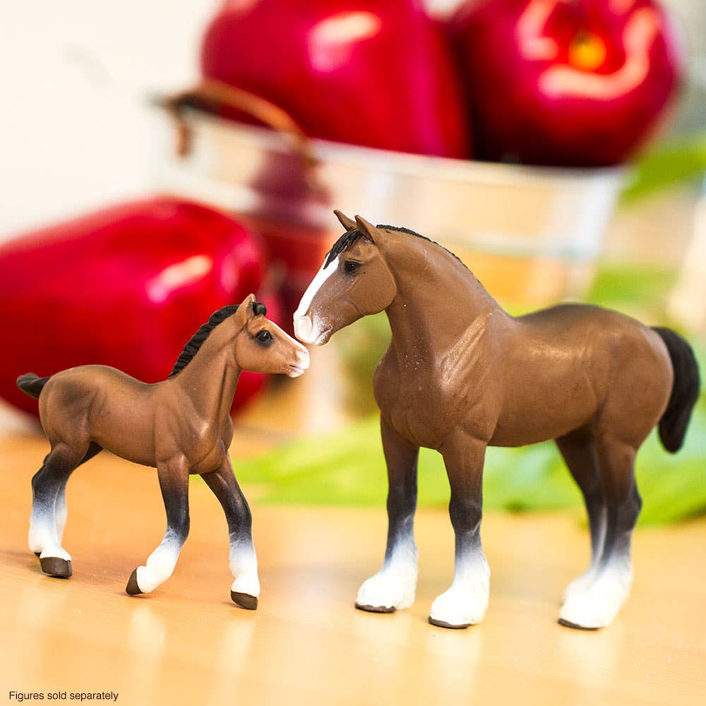 Clydesdale Stallion