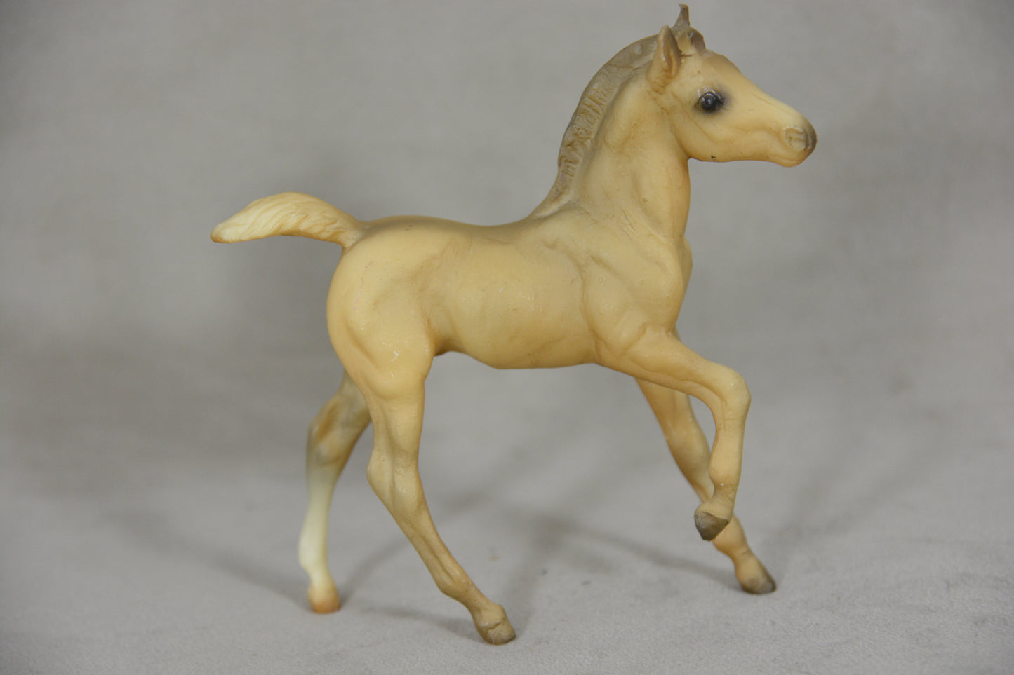 Andalusian Foal