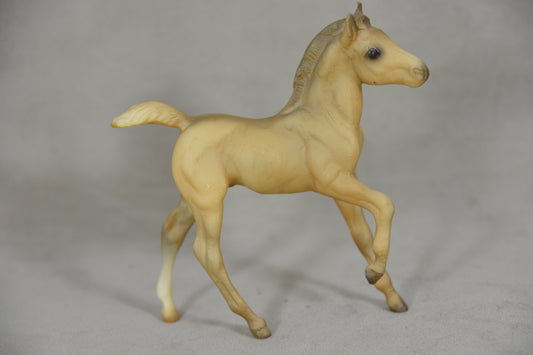 Andalusian Foal