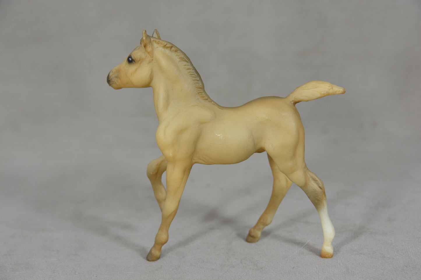 Andalusian Foal