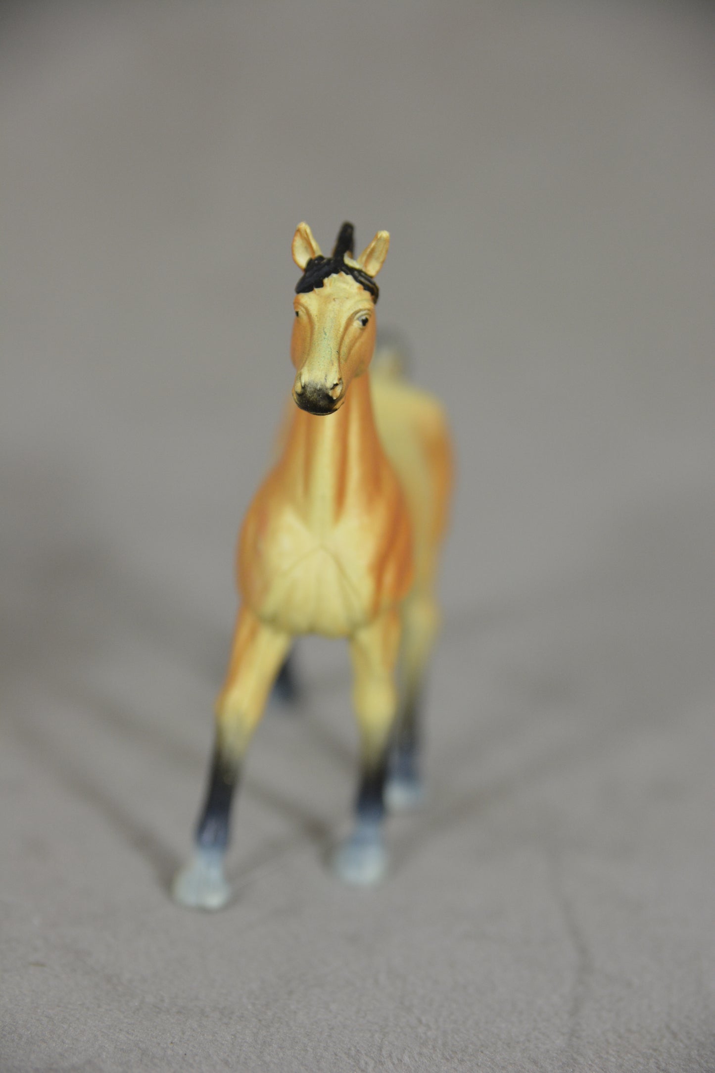 Buckskin Mustang