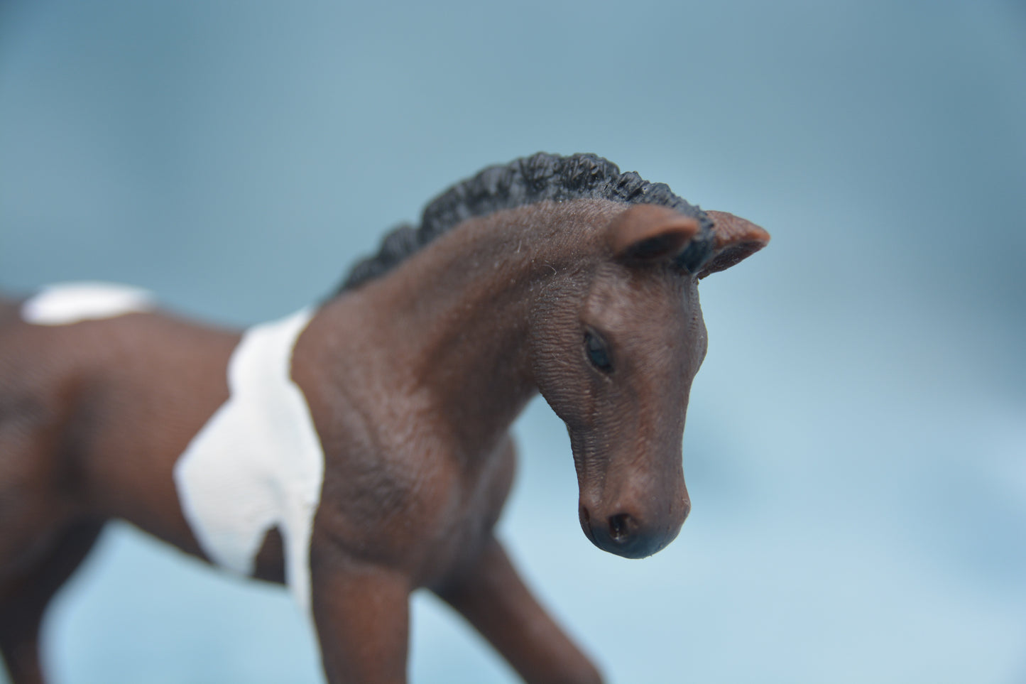 Trakehner Foal