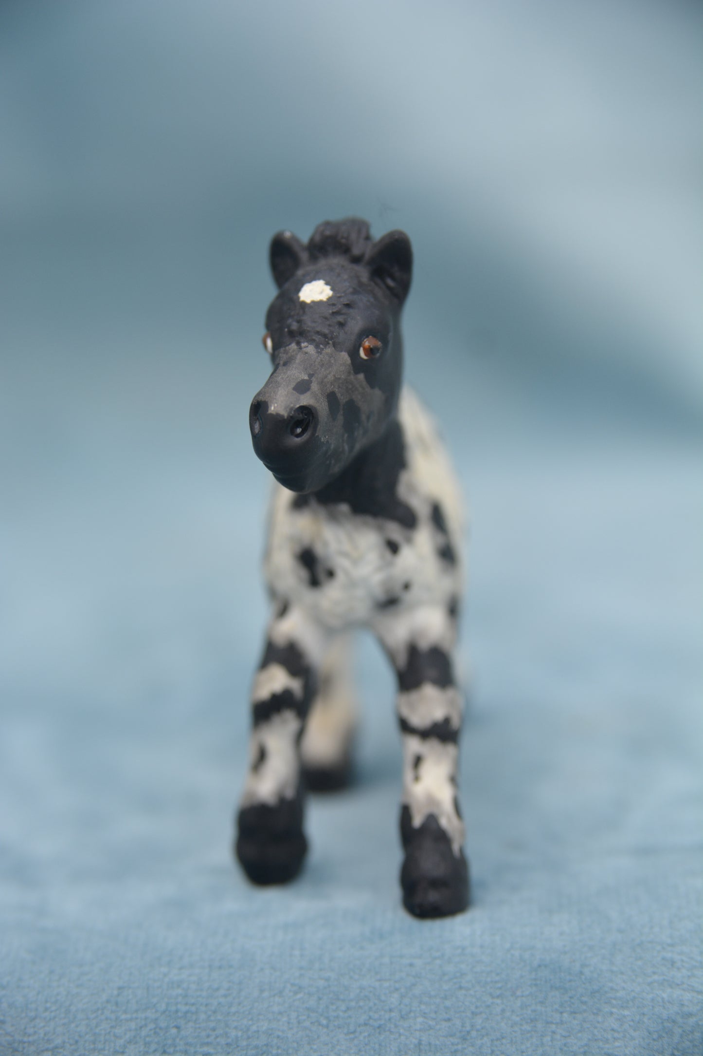 Custom Shetland Foal