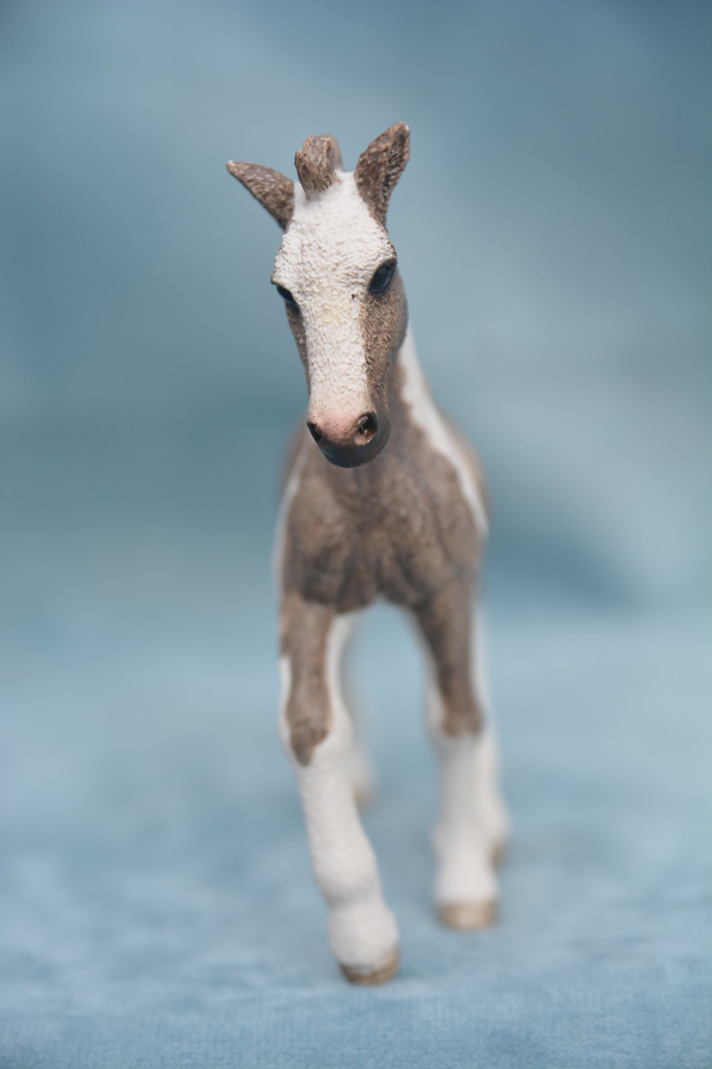 Tinker Foal