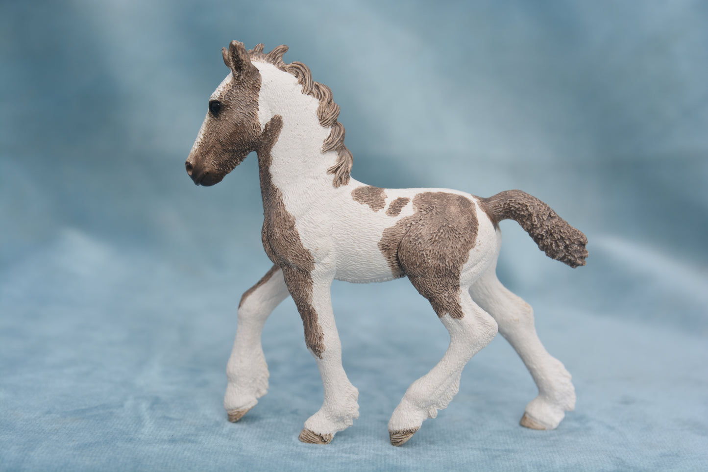 Tinker Foal