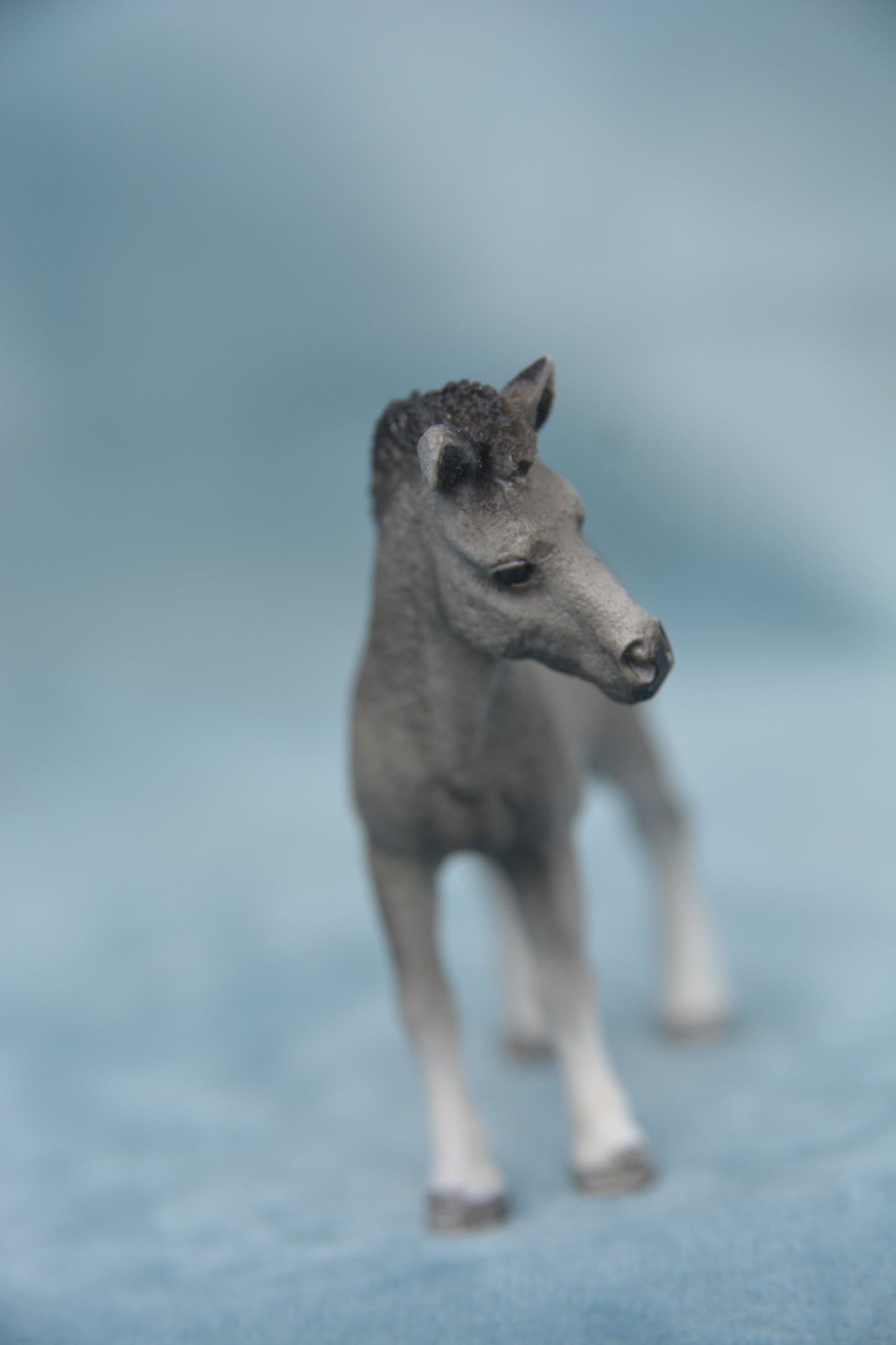 Fell Pony Foal