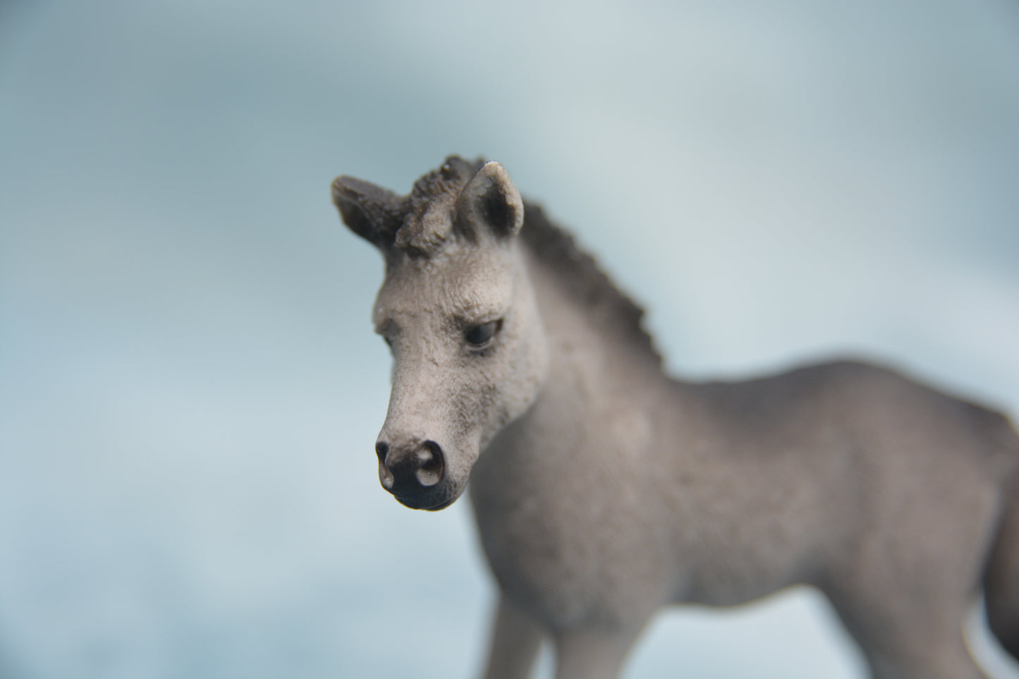 Fell Pony Foal