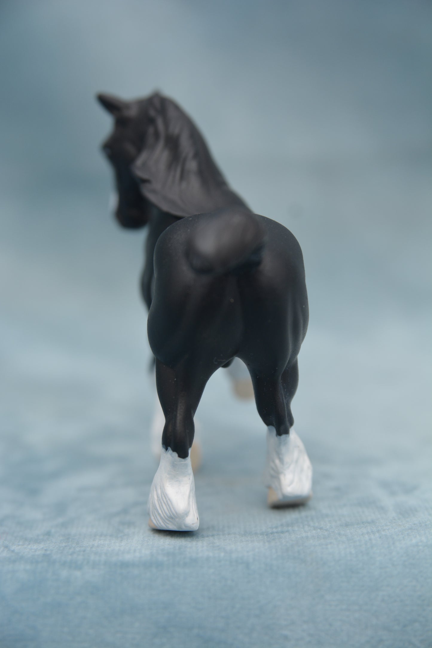 Black Shire