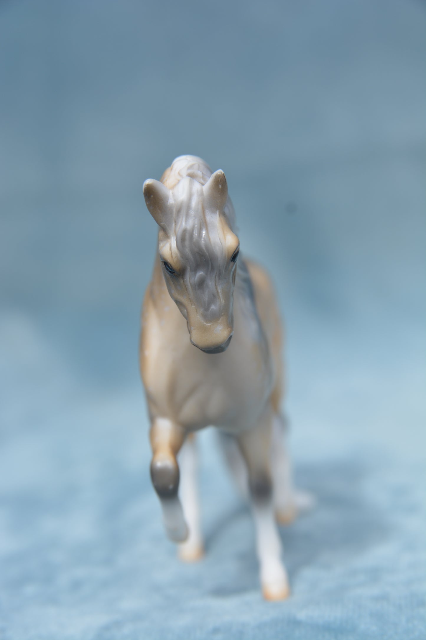 Mystery Foal Andalusian