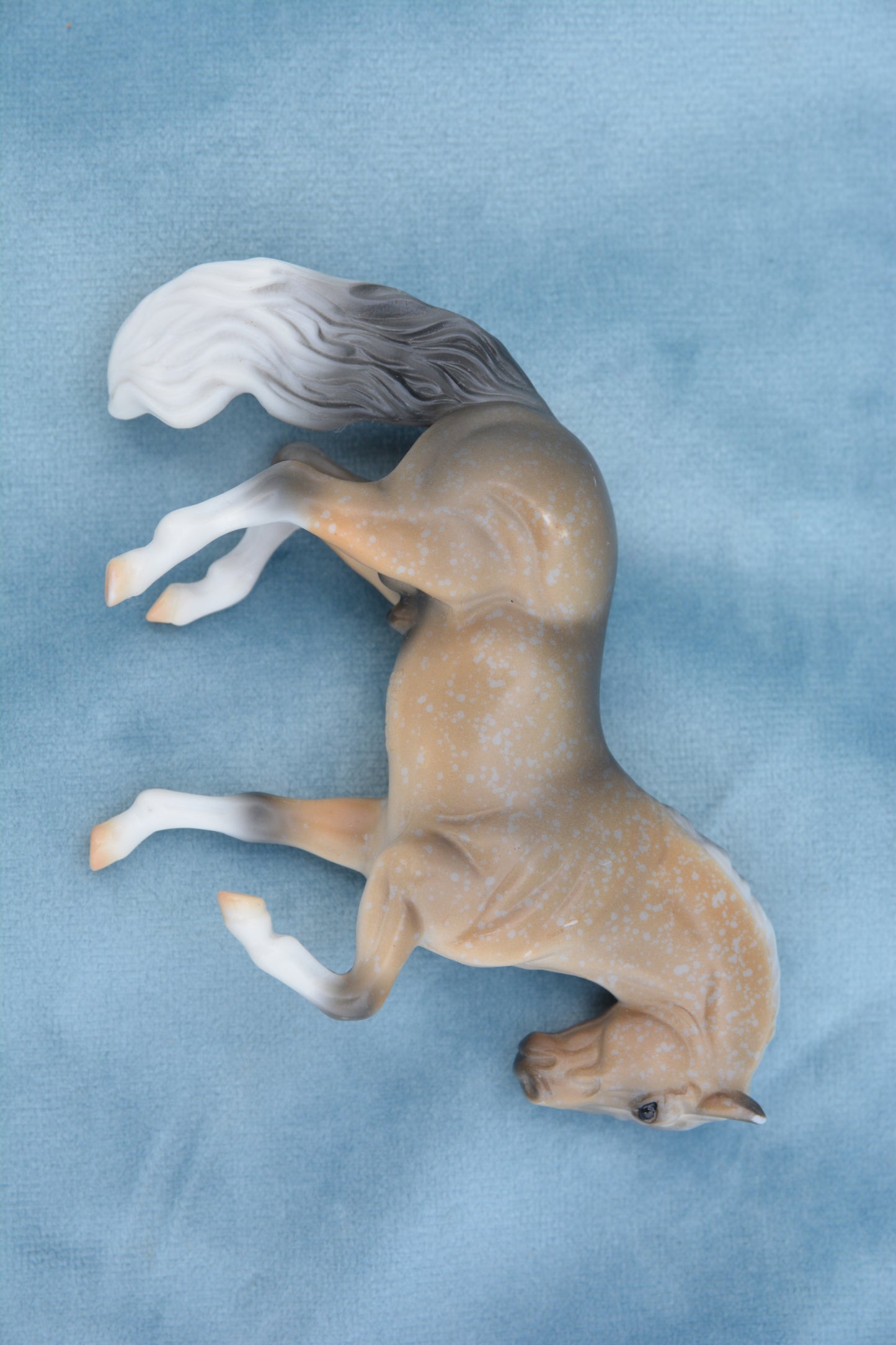 Mystery Foal Andalusian
