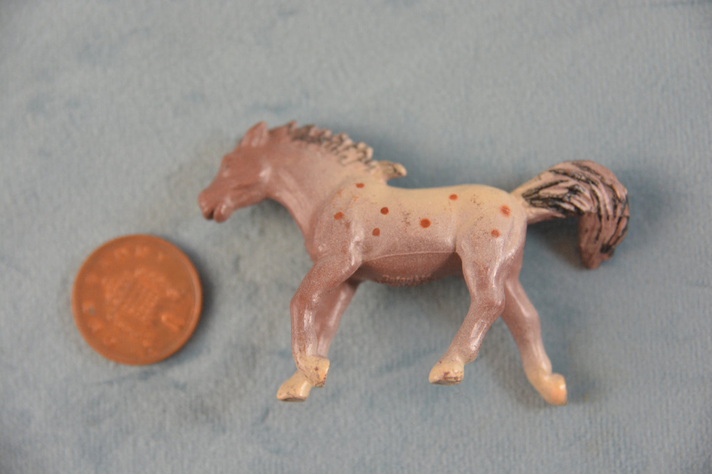 Safari Appaloosa