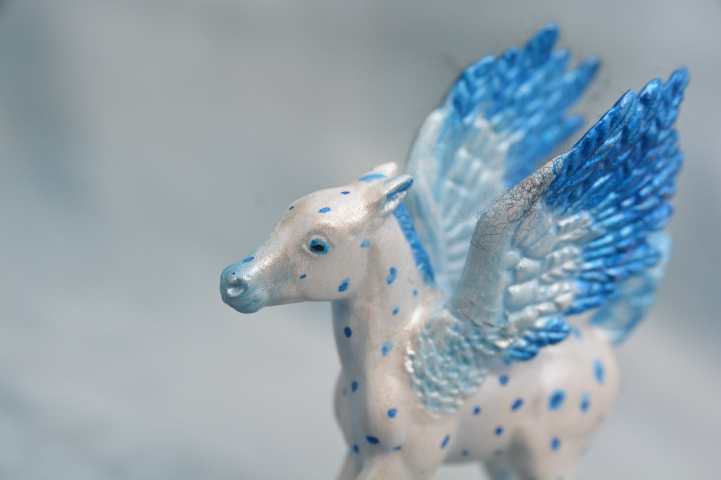 Pegasus Foal