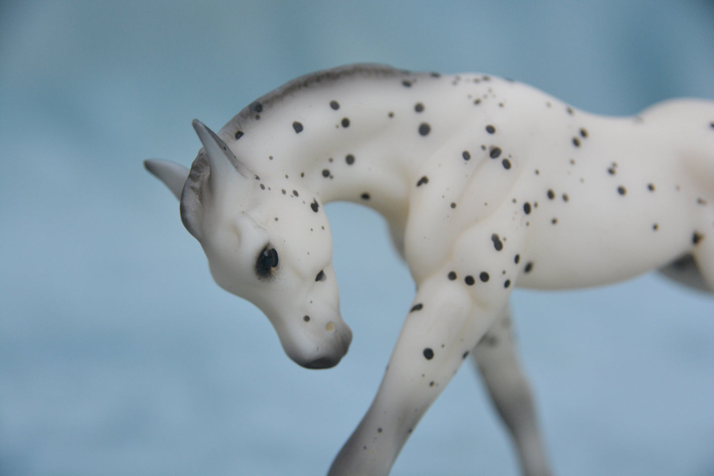 Leopard Appaloosa Foal