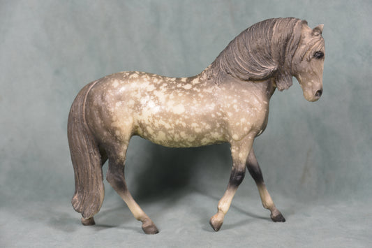 Grey Andalusian Mare