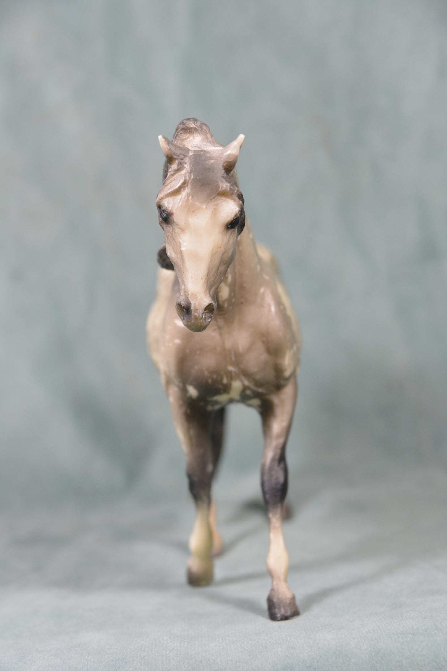 Grey Andalusian Mare