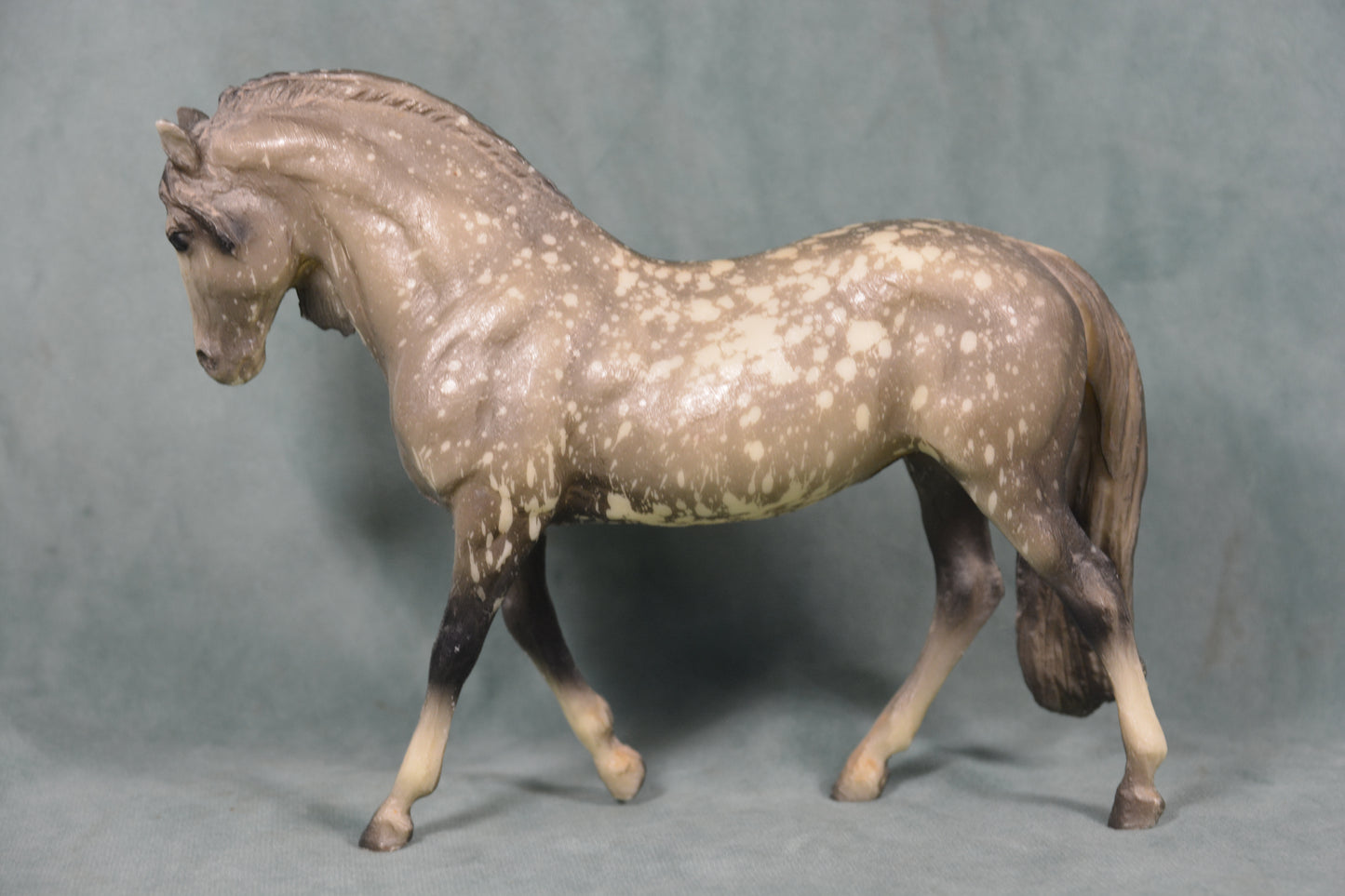 Grey Andalusian Mare