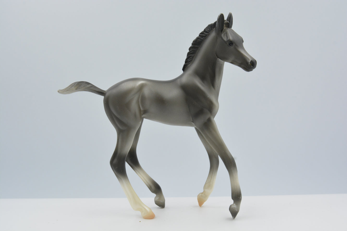 Grey Morgan Foal - Body