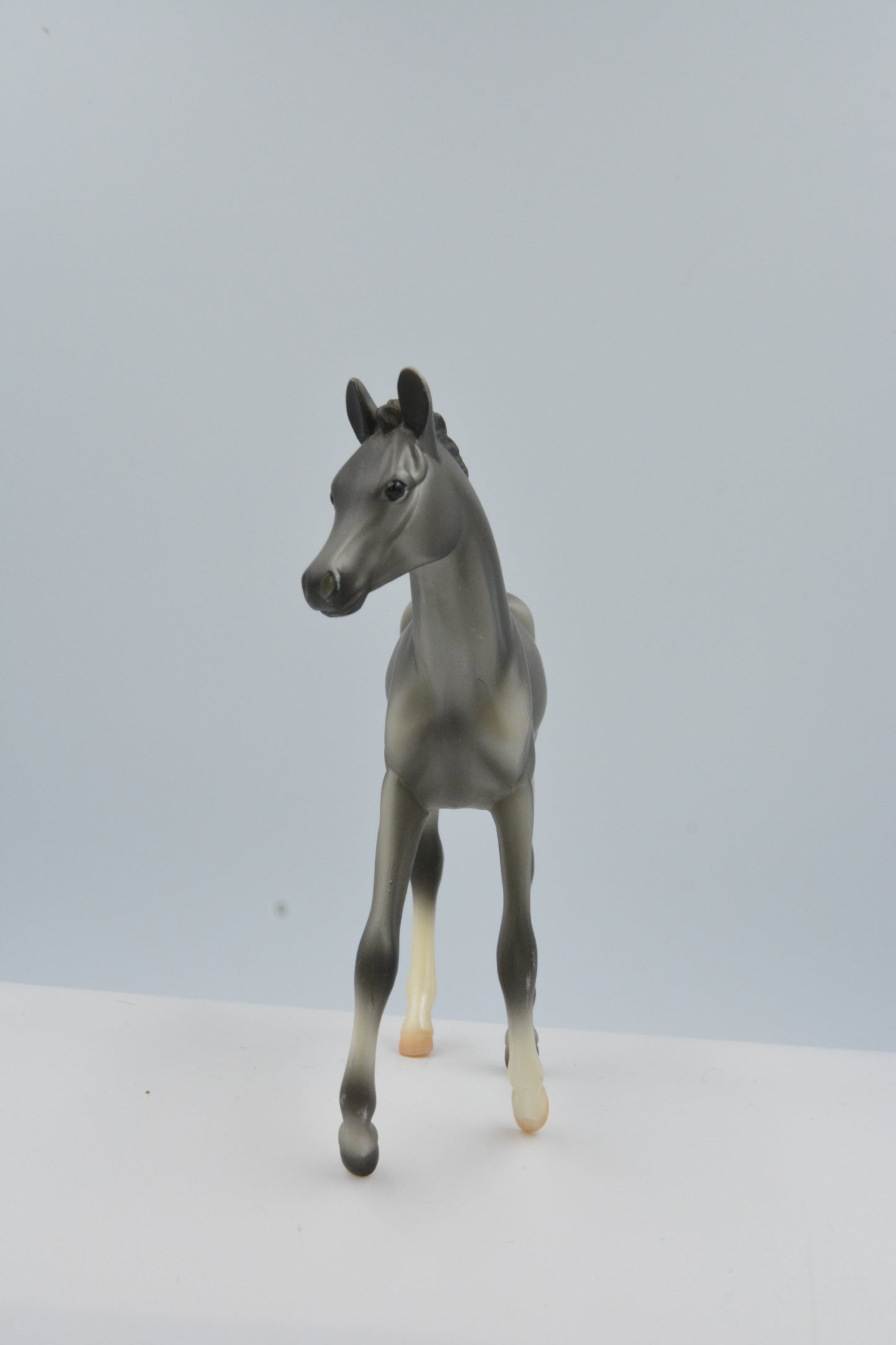 Grey Morgan Foal - Body