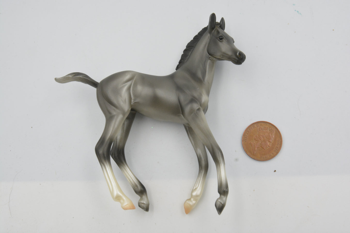 Grey Morgan Foal - Body