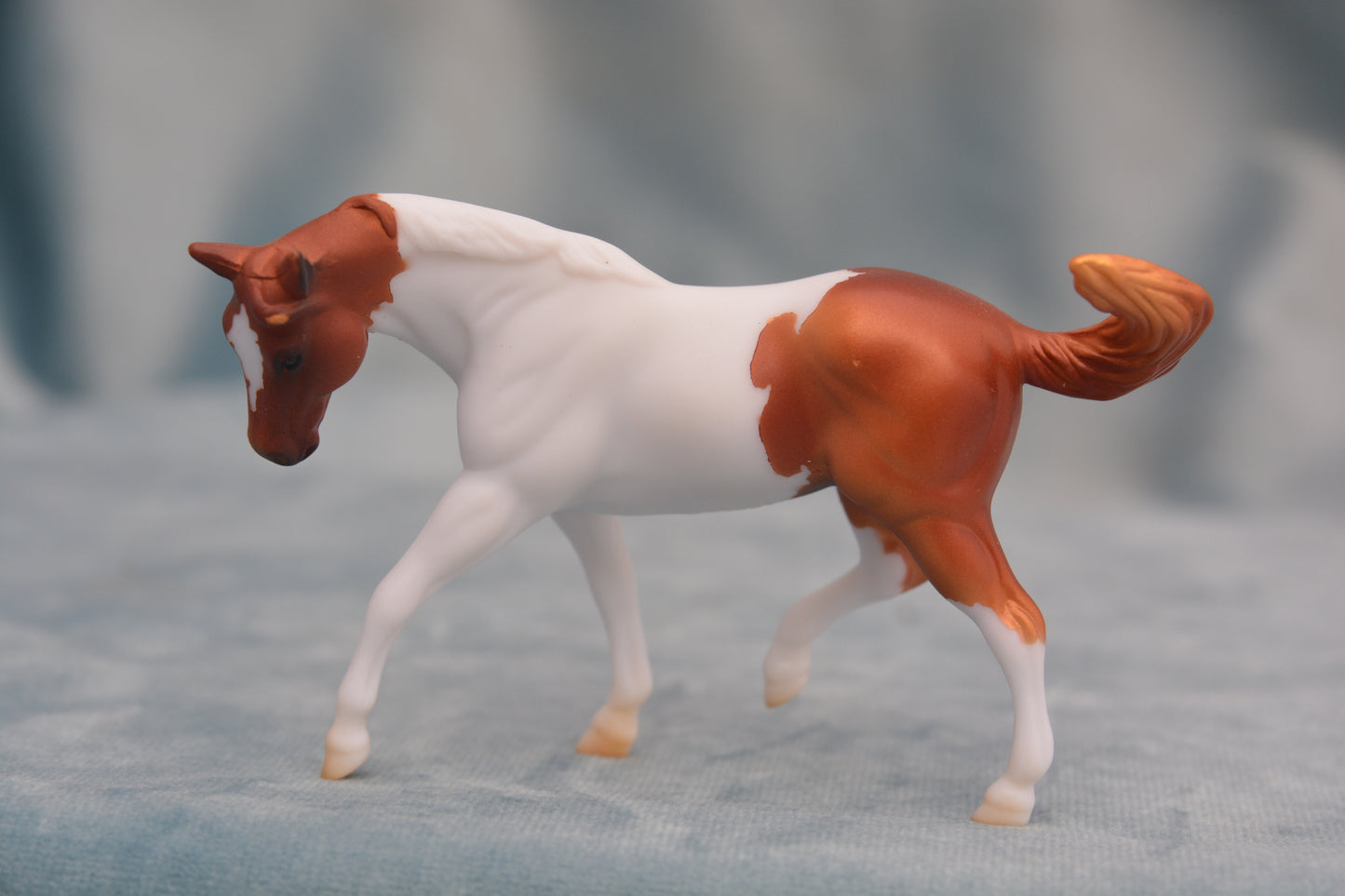 Pinto G2 Appaloosa