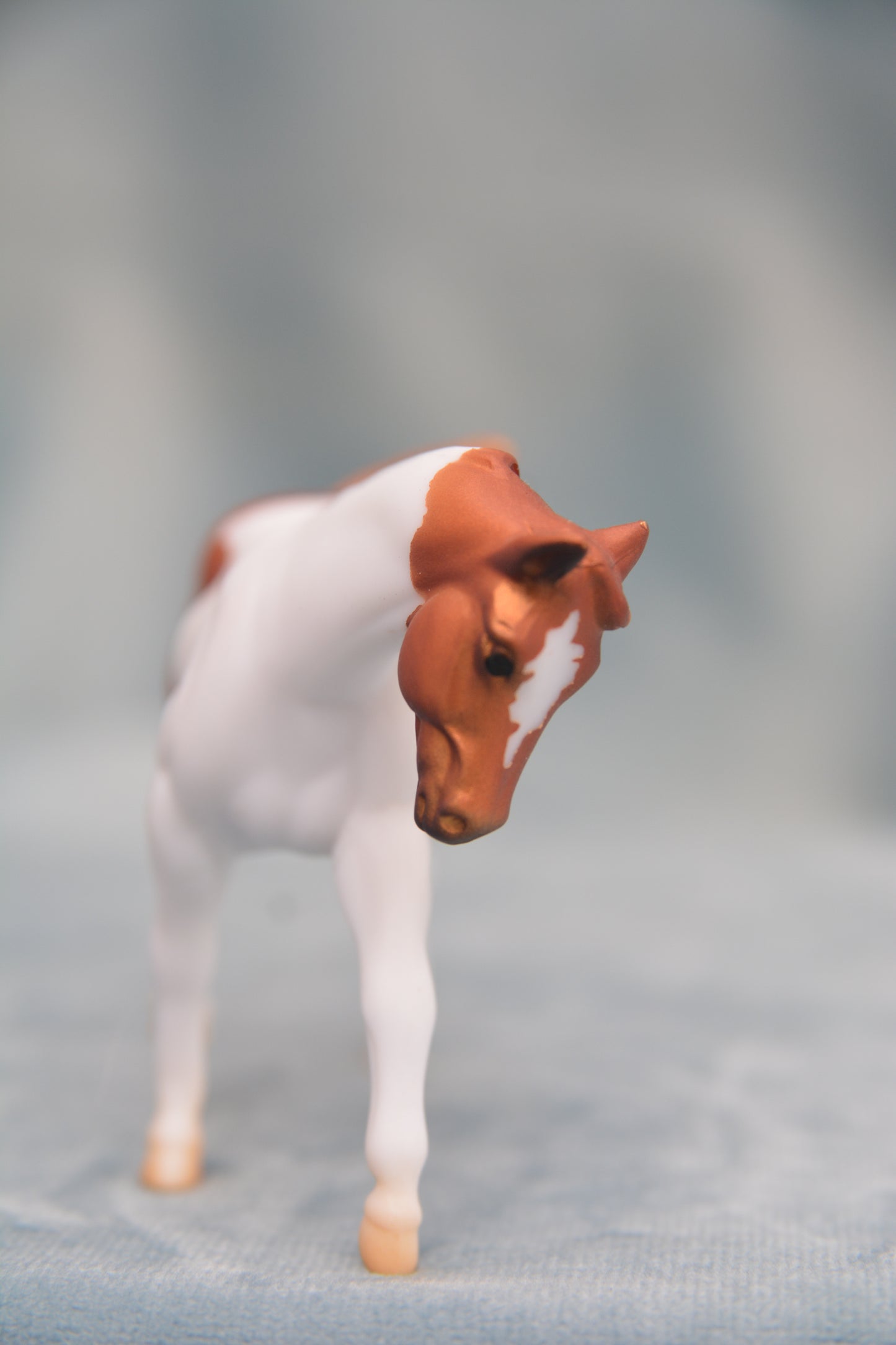Pinto G2 Appaloosa