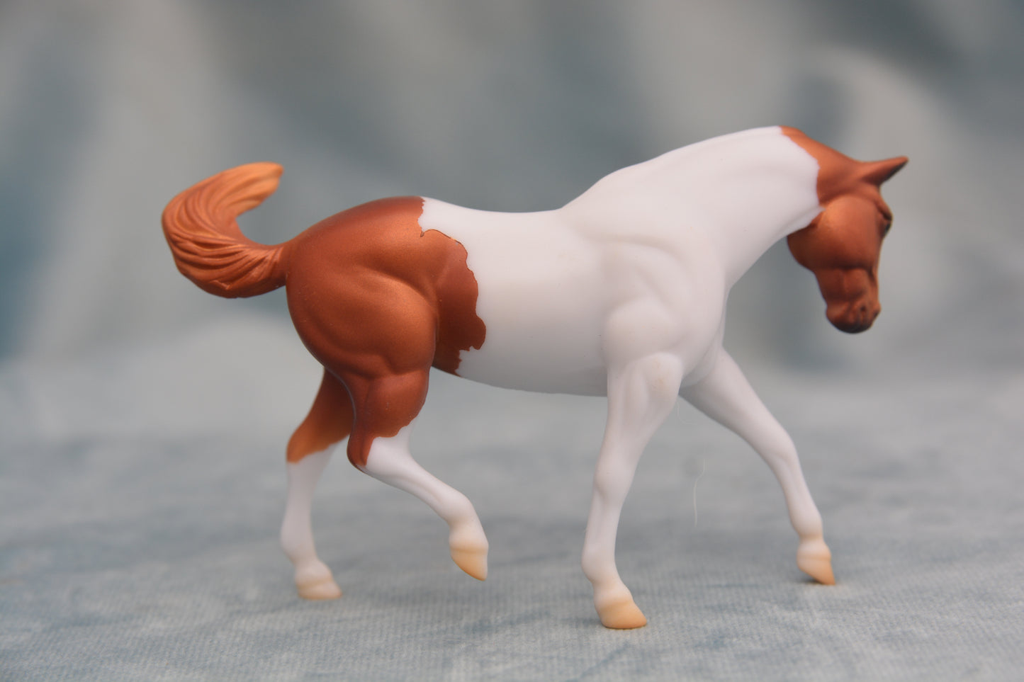 Pinto G2 Appaloosa