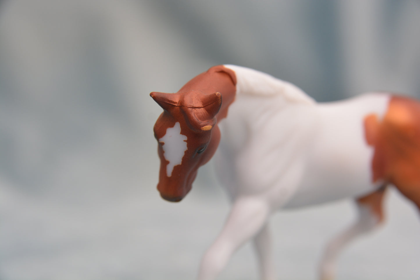 Pinto G2 Appaloosa