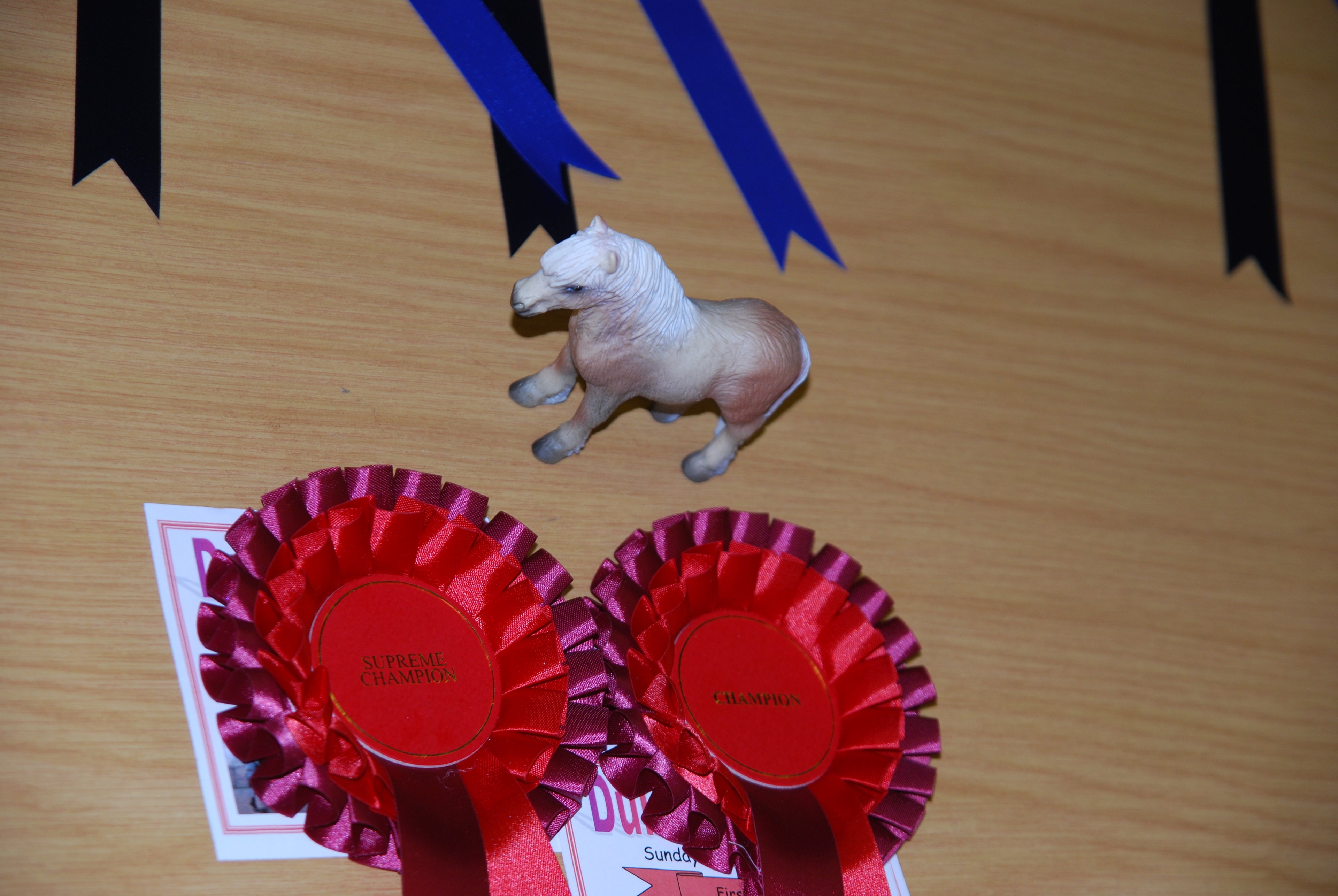 Mojo Shetland - Durkeries Live 2011 Supreme Champion