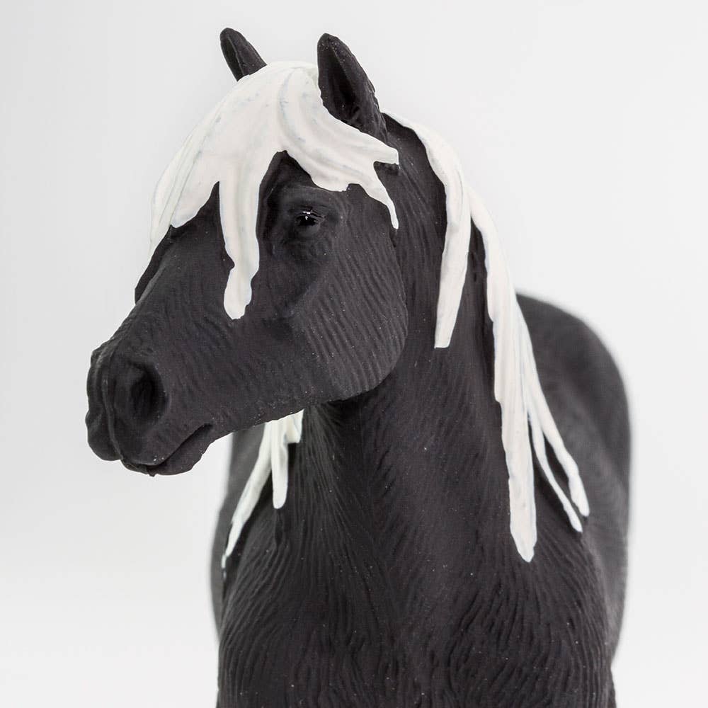 Vanner Stallion