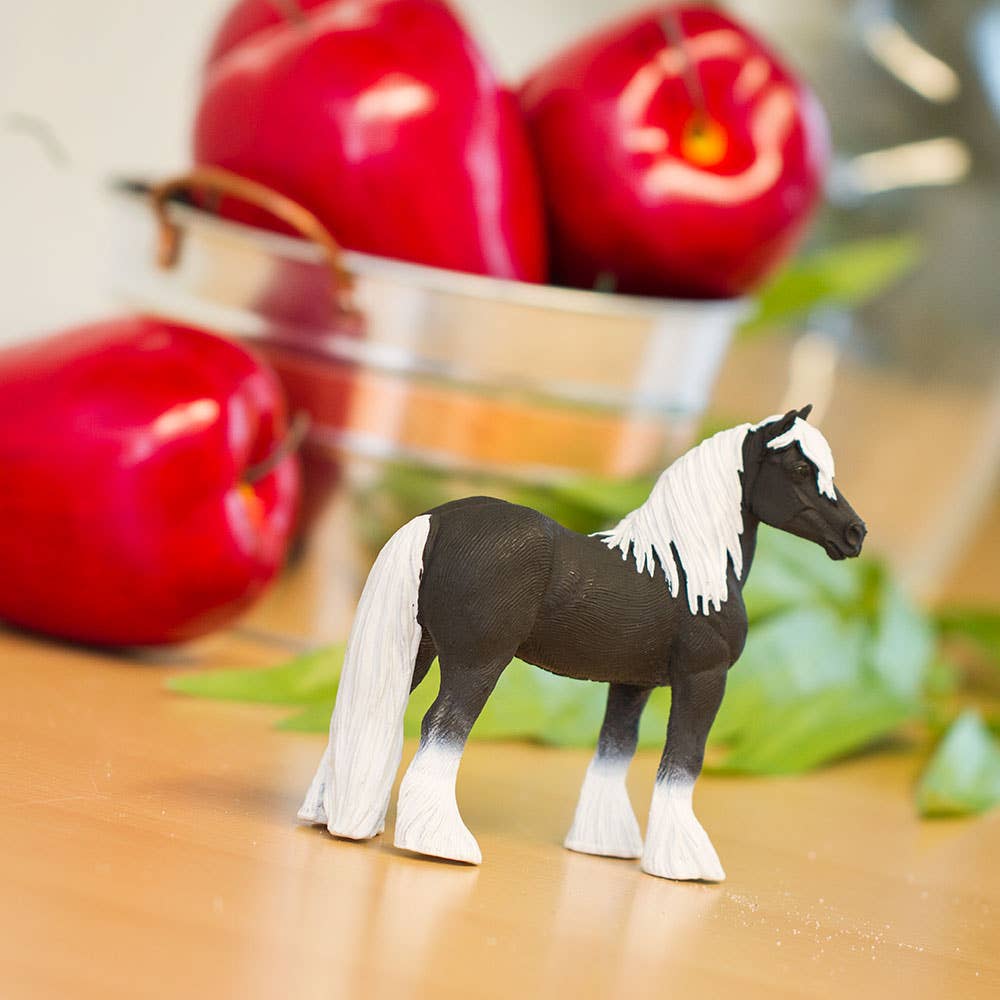 Vanner Stallion