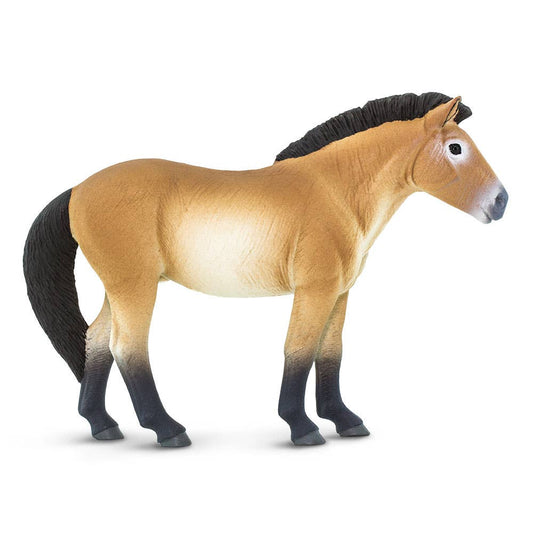 Przewalskis Horse