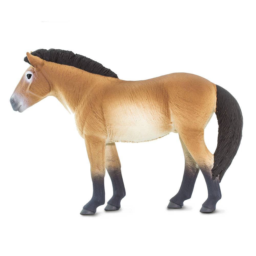 Przewalskis Horse
