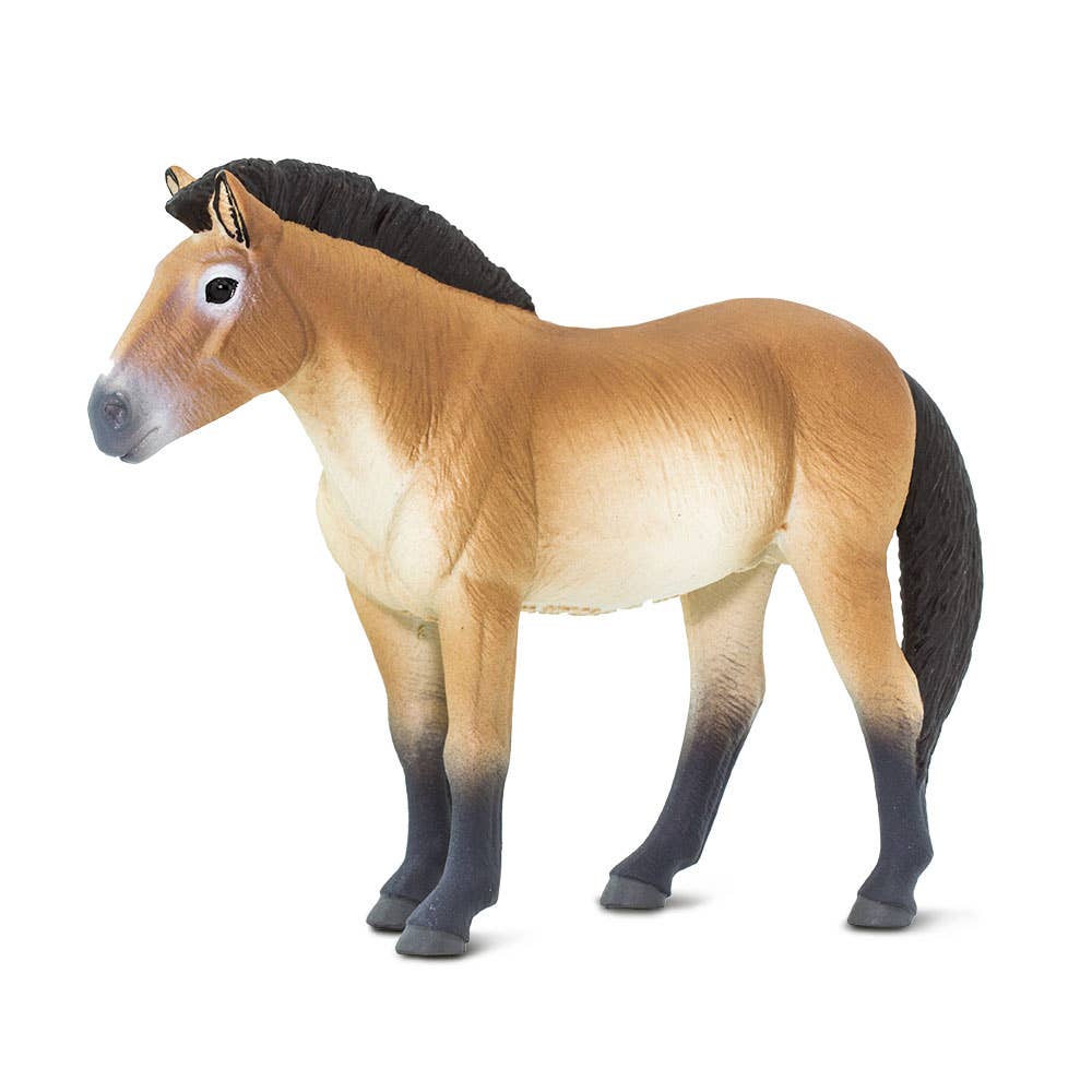 Przewalskis Horse