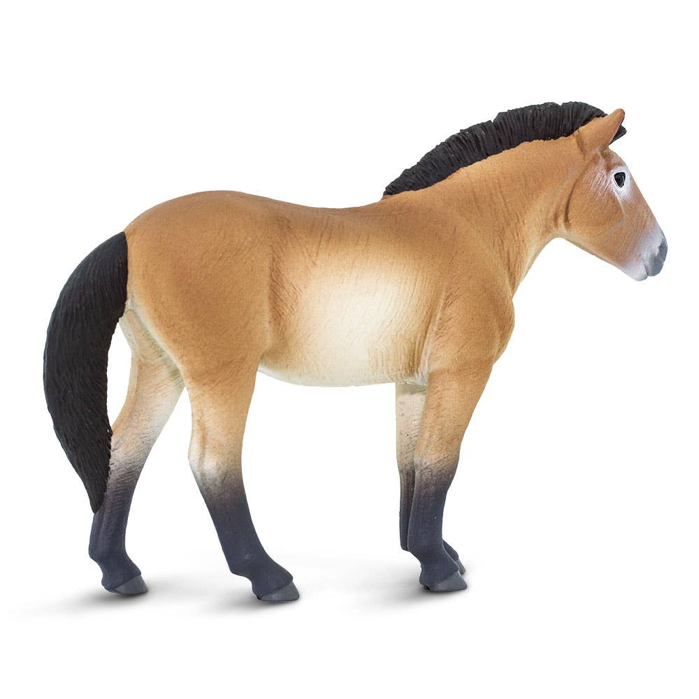Przewalskis Horse
