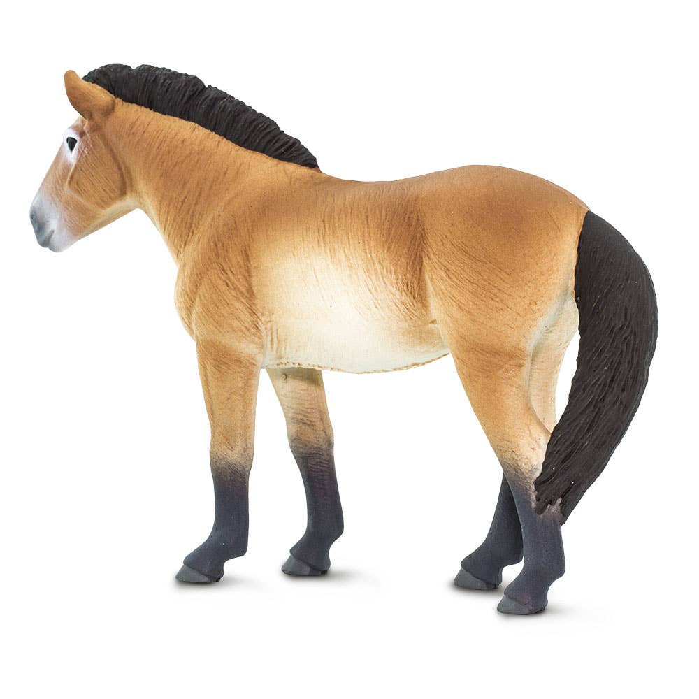 Przewalskis Horse