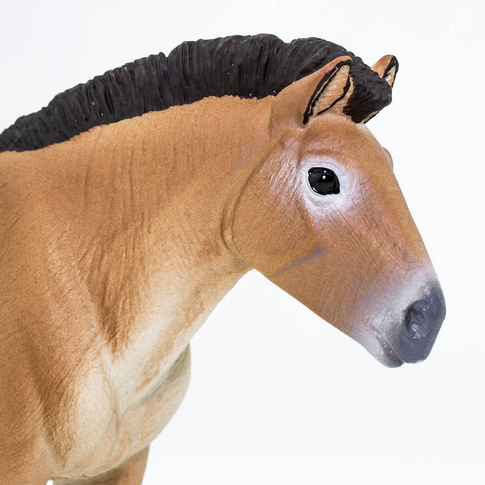 Przewalskis Horse