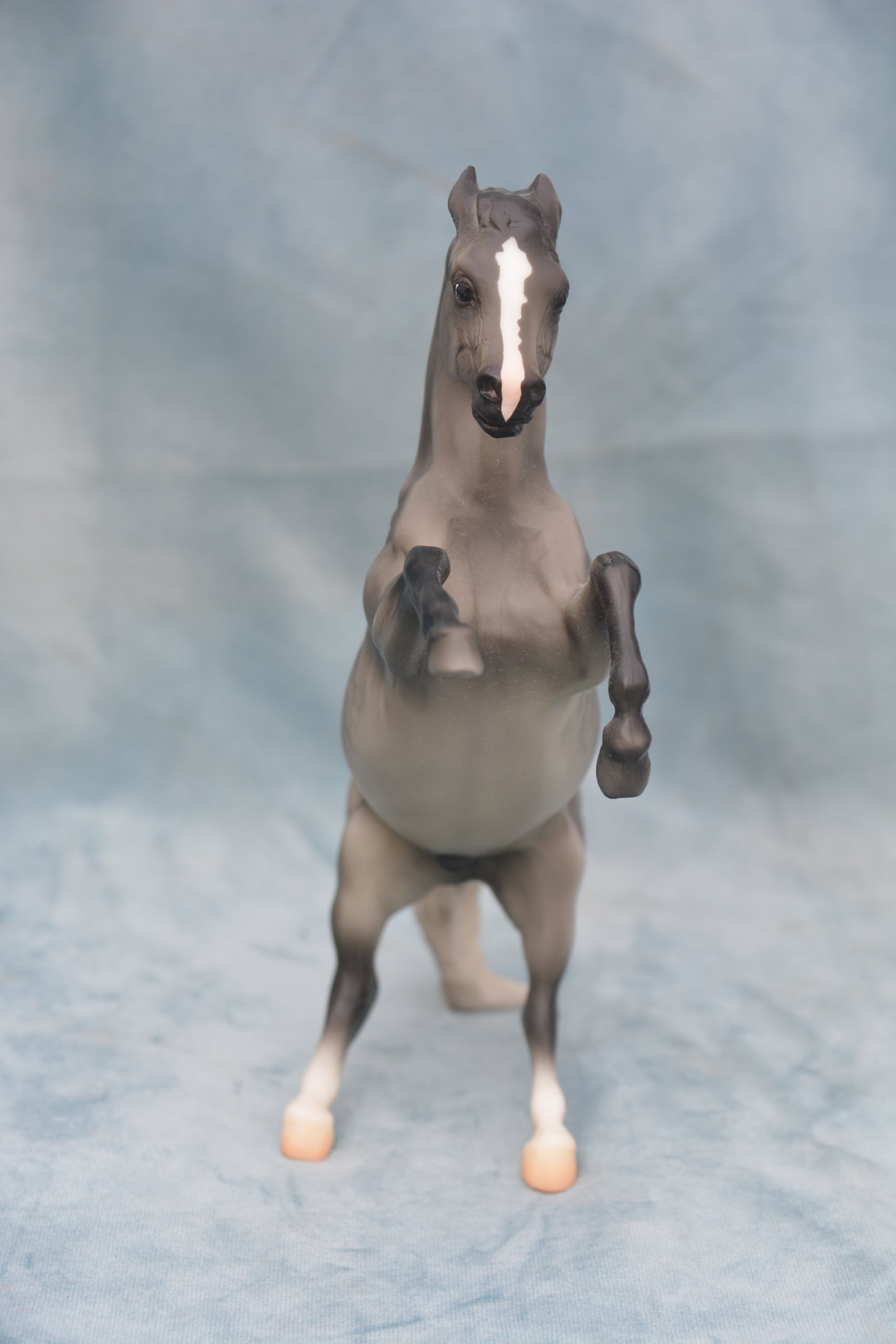 Dapple Grey Mustang