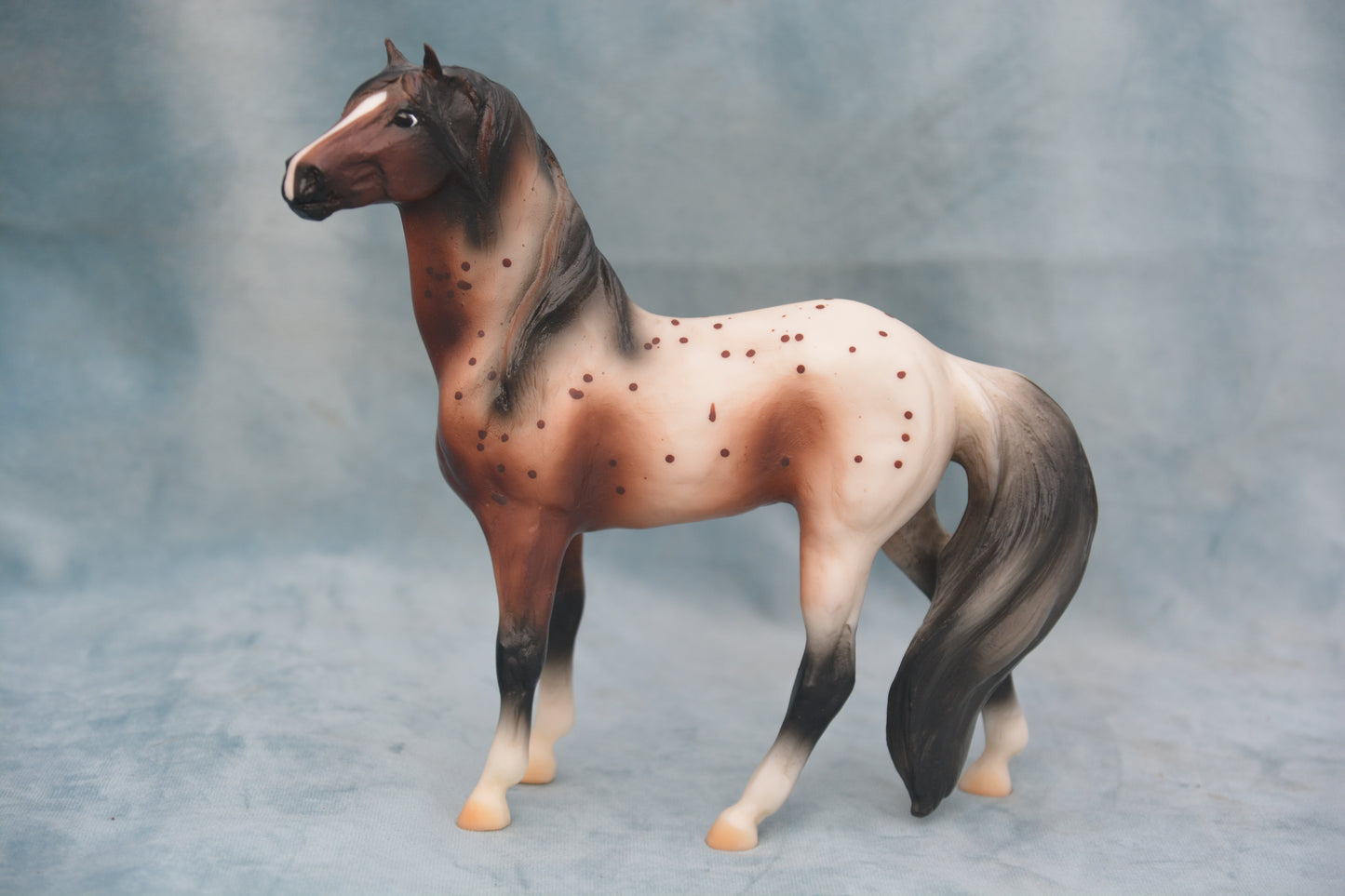Bay Appaloosa Mustang