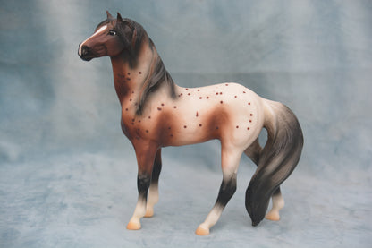 Bay Appaloosa Mustang