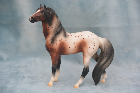 Bay Appaloosa Mustang