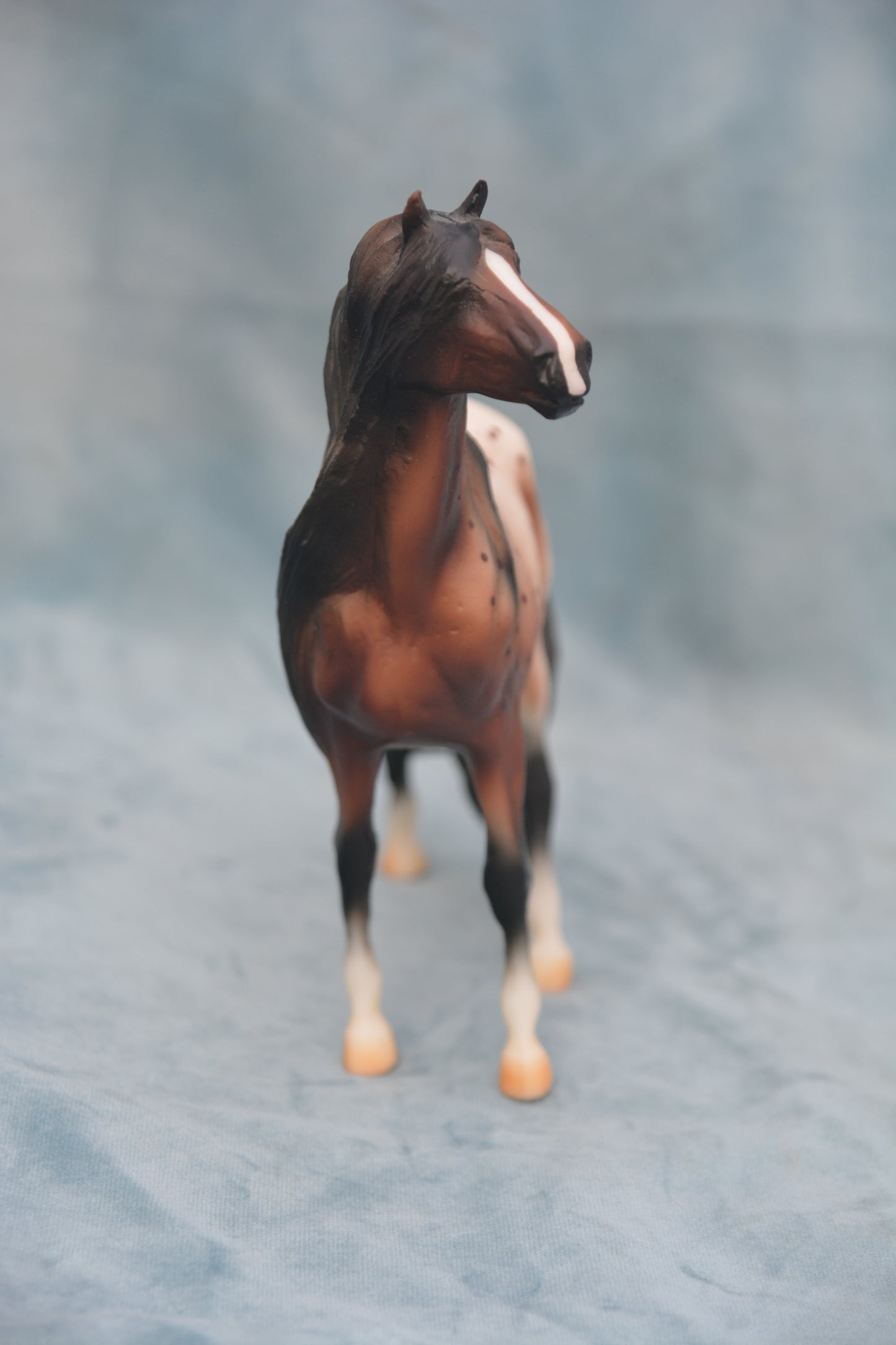 Bay Appaloosa Mustang