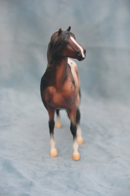 Bay Appaloosa Mustang