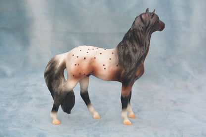 Bay Appaloosa Mustang