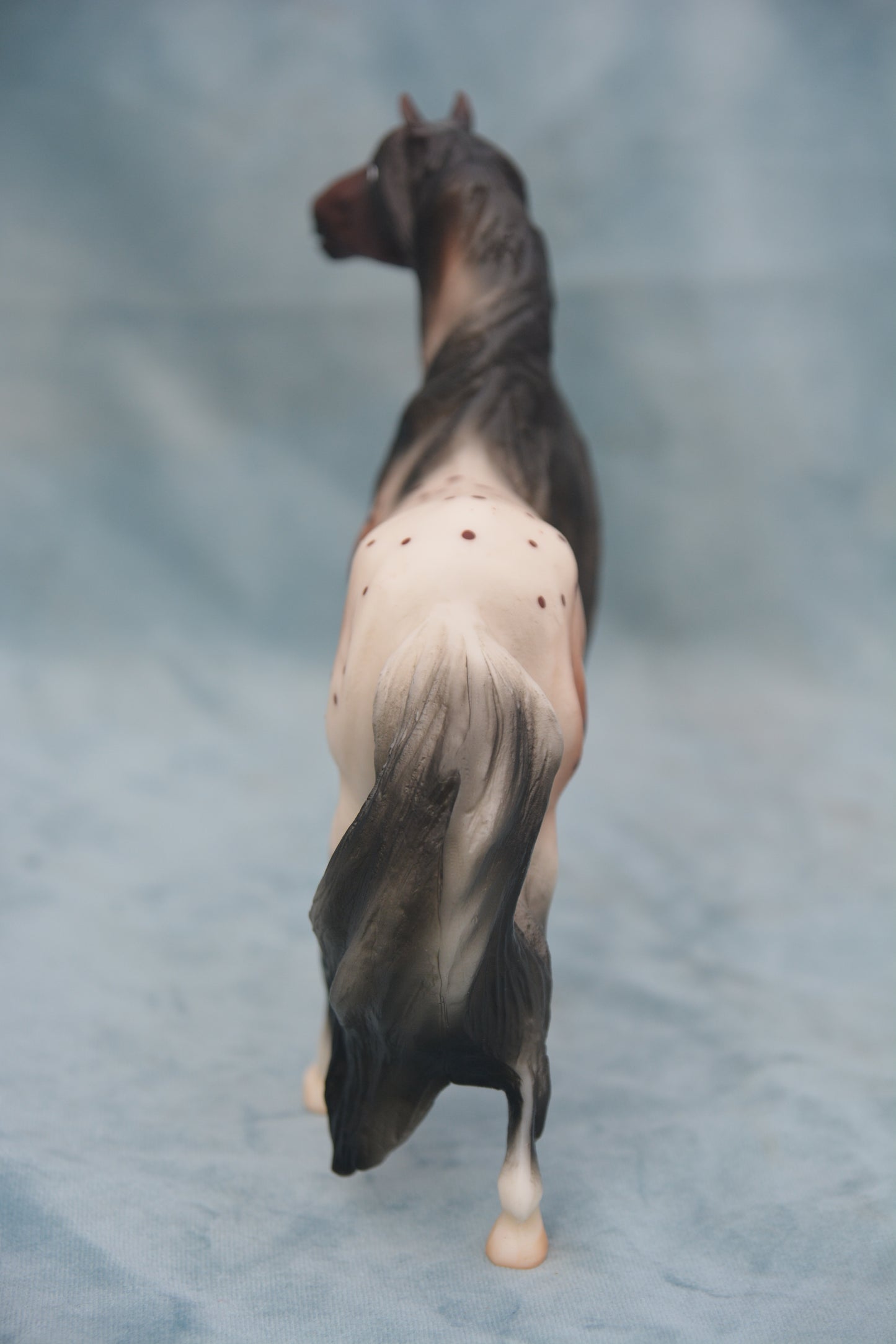 Bay Appaloosa Mustang
