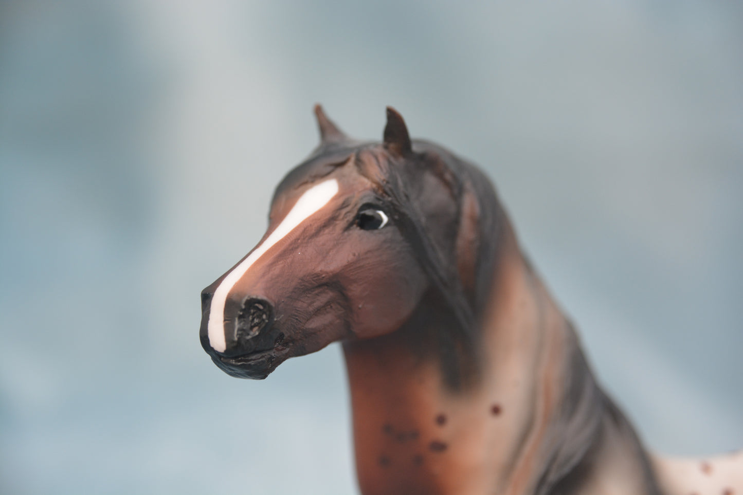 Bay Appaloosa Mustang