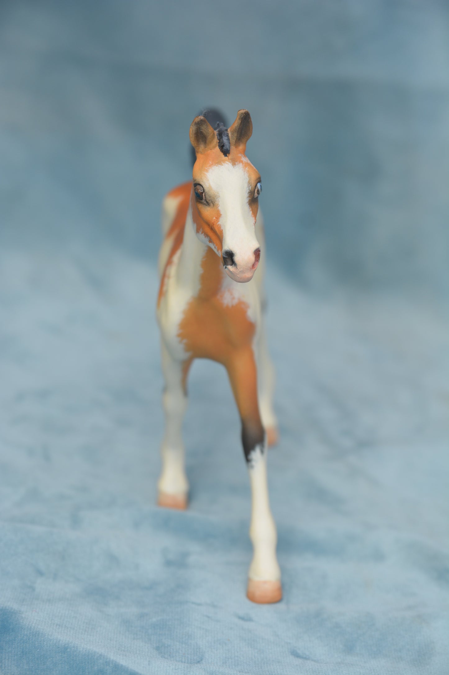Pinto Foal