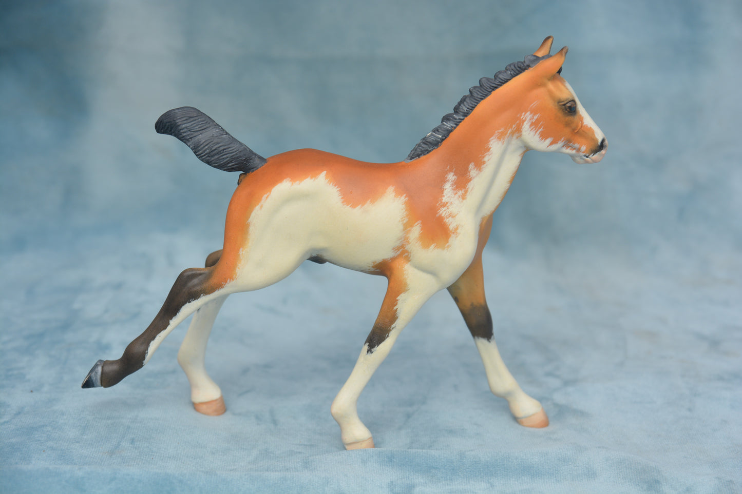 Pinto Foal
